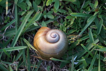 snail shell on the grass