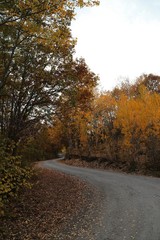 Beautiful orange and red autumn forest, many trees on the orange hills, Artvin