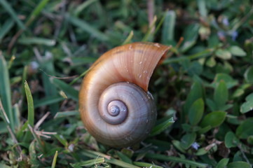 snail shell on the grass