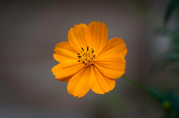 Cosmos sulphureus beautiful ornamental plant in bloom, bright orange color flowers on green shrub in sunlight