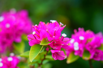 Fototapeta premium ブーゲンビレア / Bougainvillea