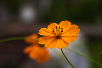 Cosmos sulphureus beautiful ornamental plant in bloom, bright orange color flowers on green shrub in sunlight
