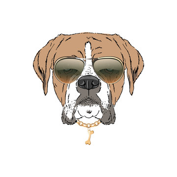 Boxer breed dog wear sunglasses, golden chain isolated on white background Symmetrical pet head portrait. Realistic hand drawn vector illustration.
