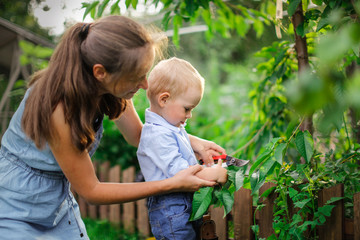 Mom and child with secateurs trim bushes in garden