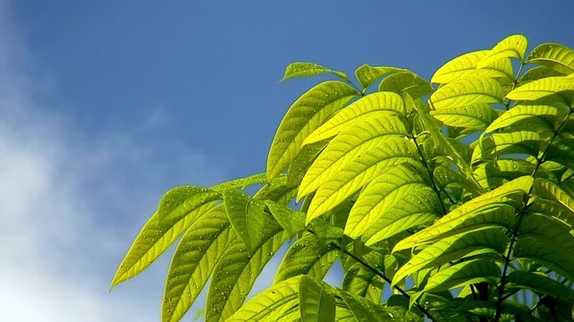Mahoganny treen canopy with blue sky, Philippines