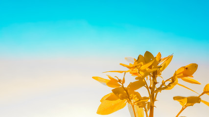 sunflower on background of blue sky