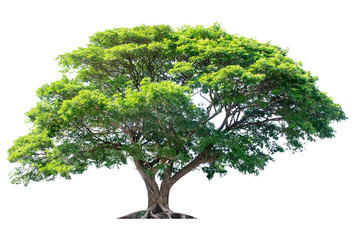 Jamjuree is on a separate white background Small leaves fall into the fertilizer.