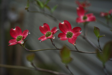 Fototapeta premium 赤な木