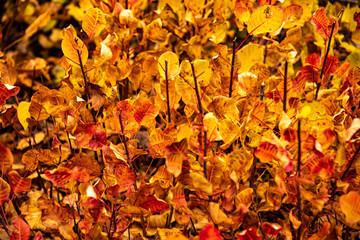 Beautiful colors and designs on a Bush of Smoke Bush in autumn