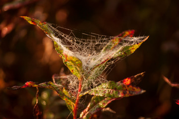 spiderweb on a plant