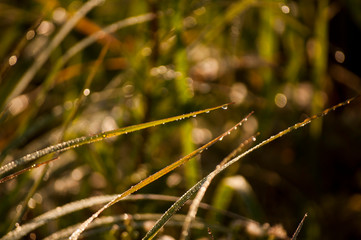morning dew on the grass