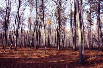 Fototapeta premium Sunrise in the forest