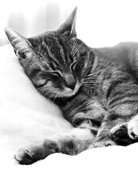 petit chat blotti dans sa couverture