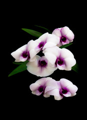 beautiful white purple Phalaenopsis orchid flowers on dark background