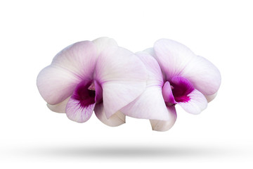 beautiful white purple Phalaenopsis orchid flowers on white background