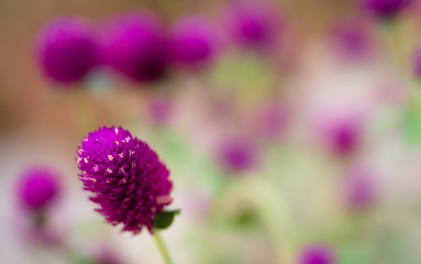 Closeup of pink flower. Purple Globe Amaranth (Gomphrena Globosa)
