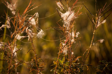 spiderweb on the grass