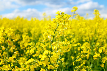 Obraz premium Blooming rapeseed field of Ukraine against the blue sky with clouds