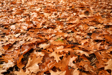 Many autumn leaves on ground