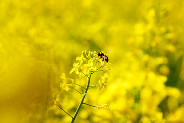 Close-up of rapeseed flowers and buds on a rapeseed field