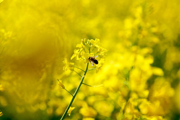 Obraz premium Close-up of rapeseed flowers and buds on a rapeseed field
