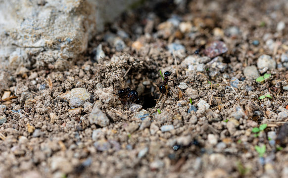 Anthill and ants running, macro shot. Horizontal photo