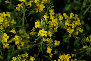 Close-up of rapeseed flowers and buds on a rapeseed field