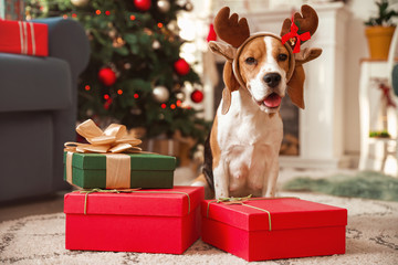 Cute dog with deer horns and gifts in room decorated for Christmas