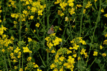 Blooming rapeseed field with Nymphalis butterfly