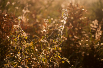 spiderweb on the nettle