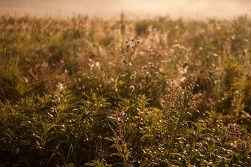 spiderweb on flowers at the autumn field