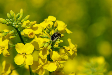 Tropinota hirta pest beetle on a flowering rapeseed field