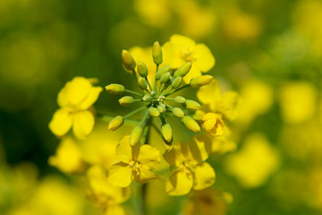 Close-up of rapeseed flowers and buds on a rapeseed field