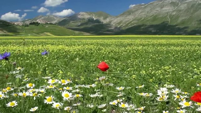summer blooms piano grand sibillini mountains national park abruzzo italy