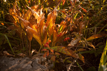 leaves and berries in the autumn field