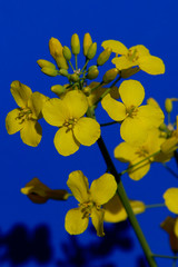 Flowers and buds of rape on a blue background close-up