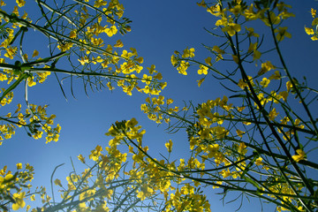 Blooming rapeseed field against a clean blue sky