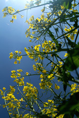 Blooming rapeseed field against a clean blue sky