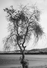 Photo of tree by the sea, Izmir skyline in the background, black and white landscape.