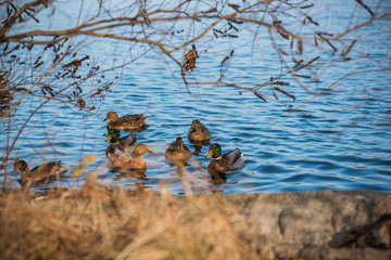 Ducks at lake outdoor, life of birds, birdwatching