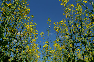 Blooming rapeseed field against a clean blue sky