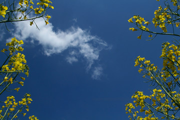 Blooming rapeseed field against a clean blue sky