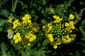 Obraz premium Close-up of rapeseed flowers and buds on a rapeseed field