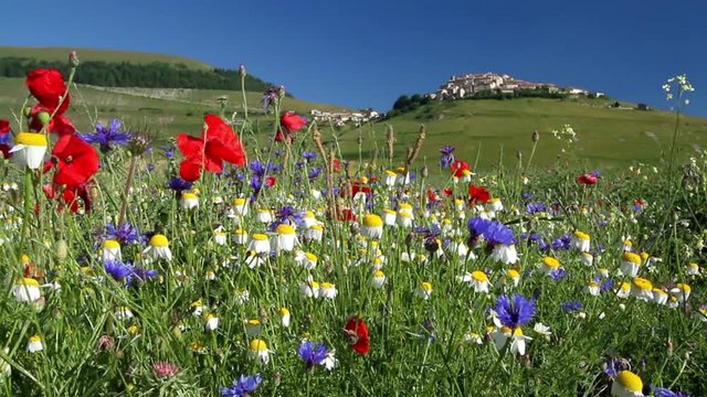 summer blooms piano grand sibillini mountains national park abruzzo italy