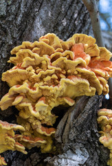 Laetiporus sulphureus with stunning colors. It is commonly known as sulfur rack, grouse, chicken mushroom.