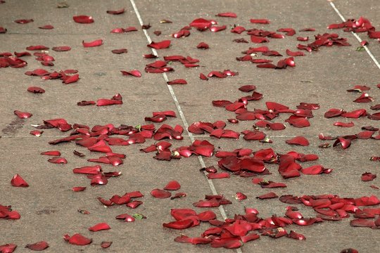 Rose petals on the ground