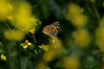 Blooming rapeseed field with Nymphalis butterfly