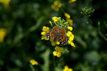 Blooming rapeseed field with Nymphalis butterfly