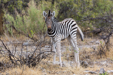 Little baby zebra standing alone in the bush, Etosha, Namibia, Africa