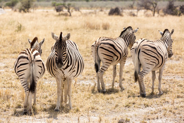 Fototapeta na wymiar A group of zebras standing in the dry grassland, Etosha, Namibia, Africa